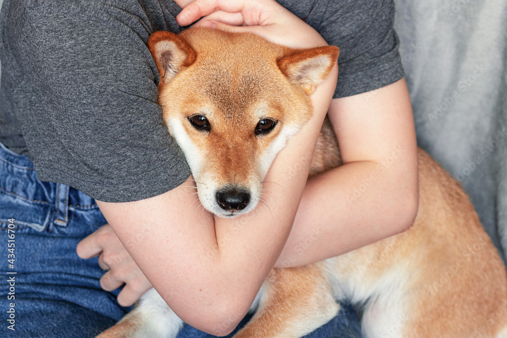 A woman with red hair tightly hugs a cute red dog Shiba Inu ...