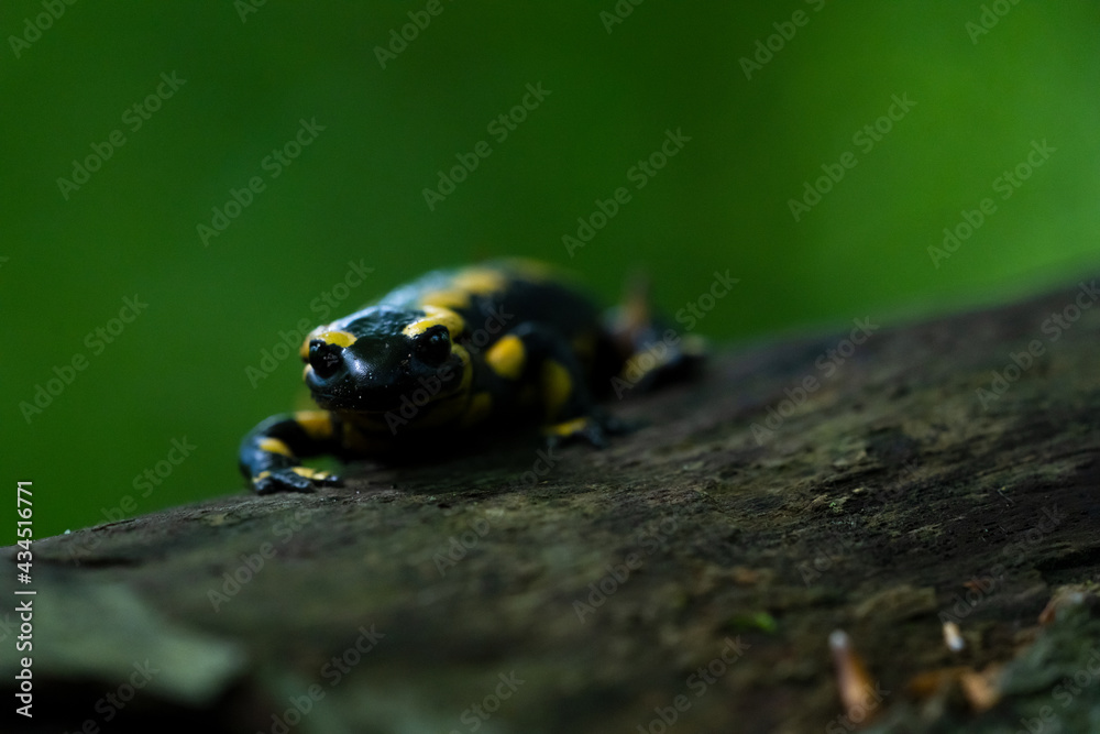 Ein Feuersalamander auf einen umgestürten Baum vor grünen Hintergrund Ein Feuersalamander auf einen umgestürten Baum vor grünen Hintergrund