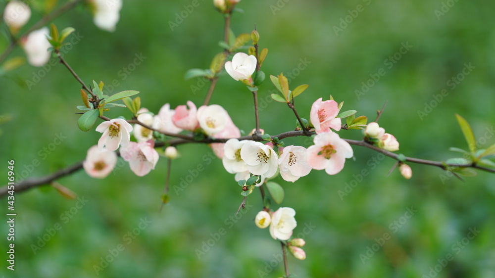 The beautiful blossoms blooming in the park in spring The beautiful blossoms blooming in the park in spring