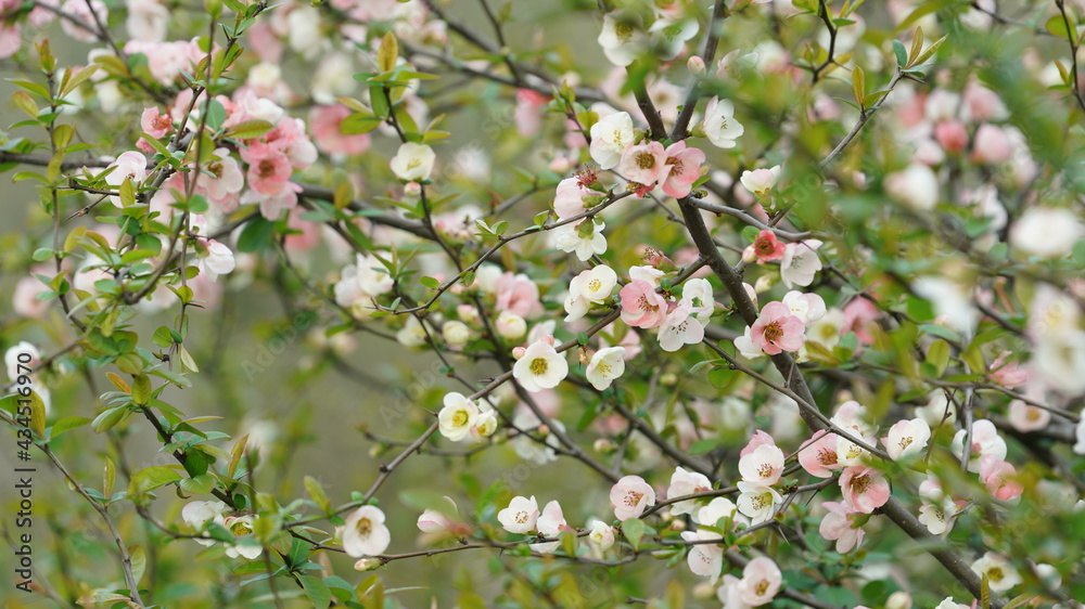 The beautiful blossoms blooming in the park in spring