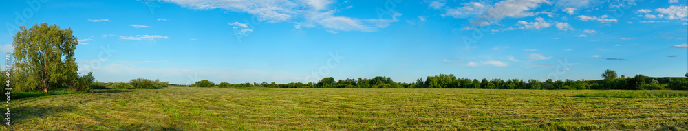 Panorama of a Large mown meadow in front of forest
