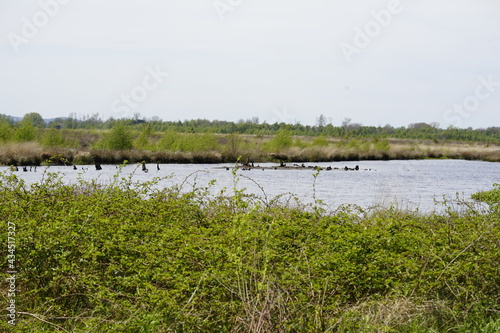 Moorgebiet in Nrw  in deutschland photo