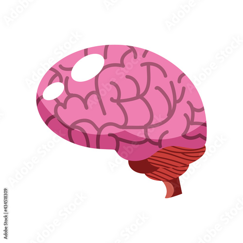 human brain organ