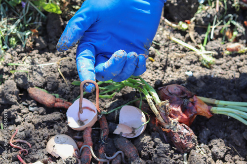 Vermicomposting. Man shows one of the earthworms he uses for composting organic waste.