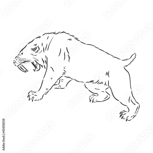 Angry Saber Tiger Drawing Vector. saber-toothed tiger vector sketch