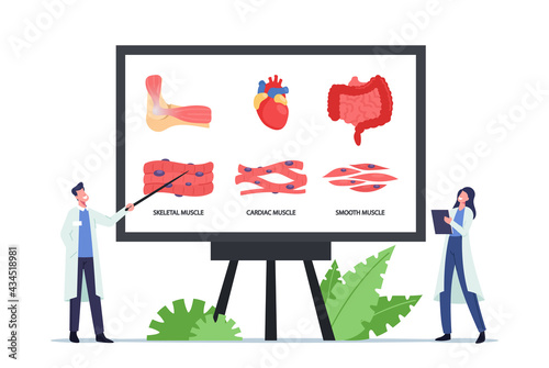 Muscular Health Concept. Tiny Doctors at Huge Board with Infographics Presenting Skeletal, Cardiac and Smooth Muscles