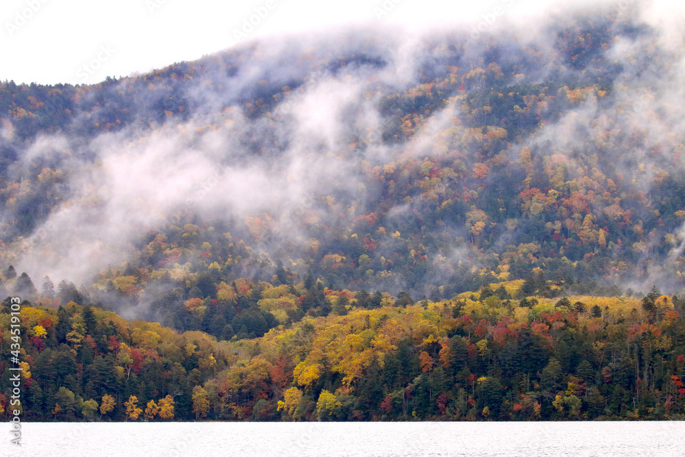 Fototapeta premium 霧が立ち込める阿寒湖の原生林の紅葉