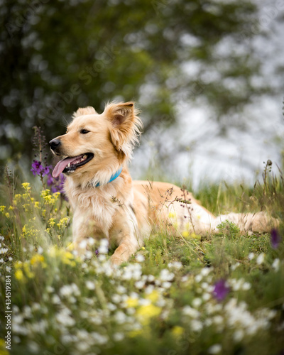 dog lying on the colorful blooming meadow 