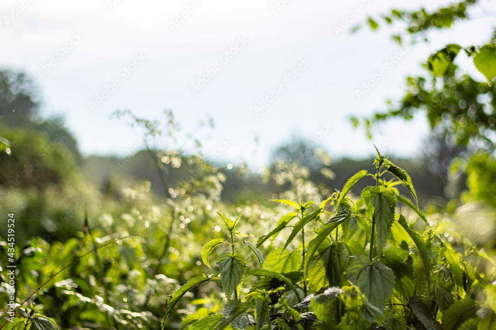 Abstract blur nature green background with beautiful bokeh Abstract blur nature green background with beautiful bokeh