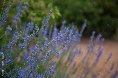 Flowering lavender. Field of blooming lavender