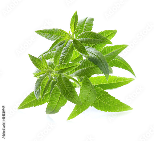 Fresh lemon verbena leaves in closeup on white background photo