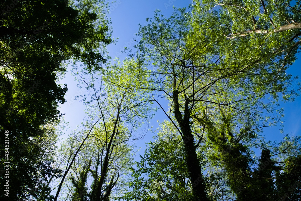 Fototapeta premium Vegetazione lungo il sentiero del gambero nero nelle Marche