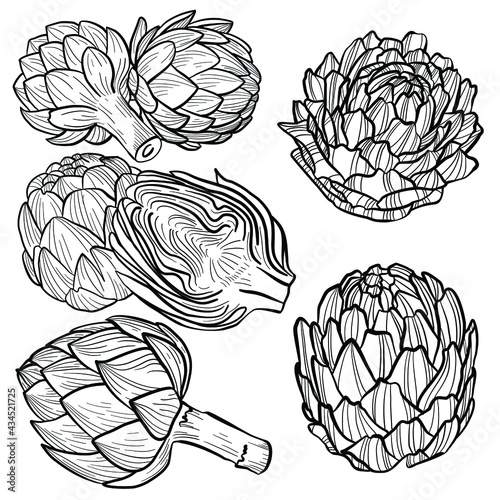 set of graphic vector image of artichoke flower on white background