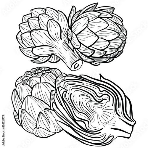 set of graphic vector image of artichoke flower on white background