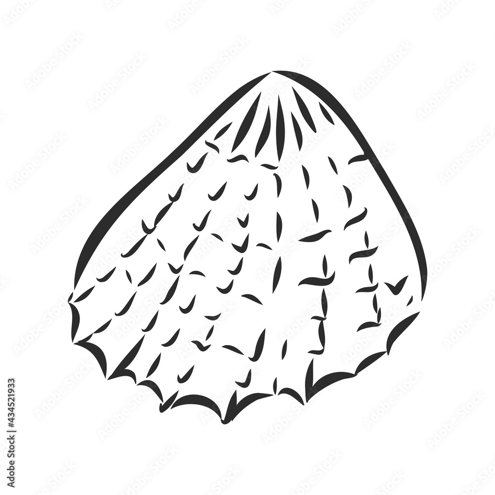 Vector sea shell or marine shells line icons set on white background