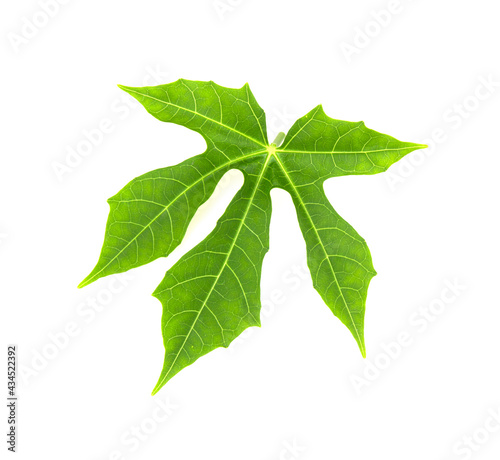 The green leaf on a white background is a leaf with five lobes.