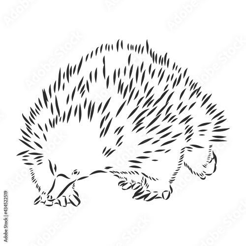 Echidna, Australian animal linear hand drawn illustration. Vector.