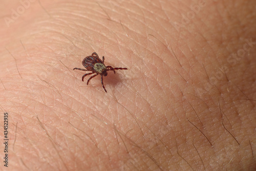 The tick crawls along the hand. Carrier of dangerous diseases