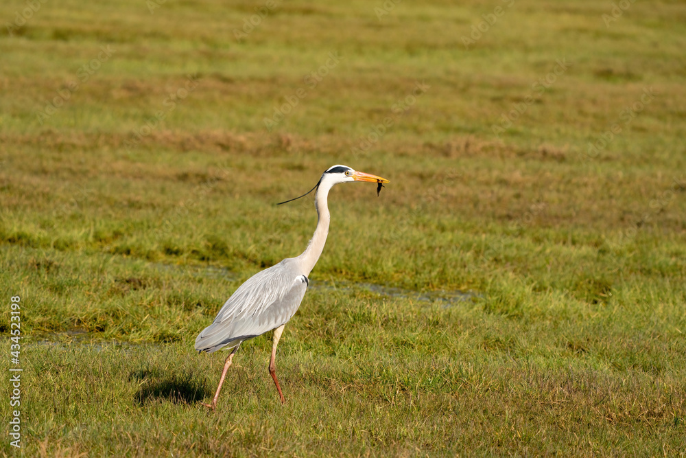 Great gray heron fishes a large insect from a ditch and quickly runs away with it across the grass. Wildlife in its natural habitat Great gray heron fishes a large insect from a ditch and quickly runs away with it across the grass. Wildlife in its natural habitat
