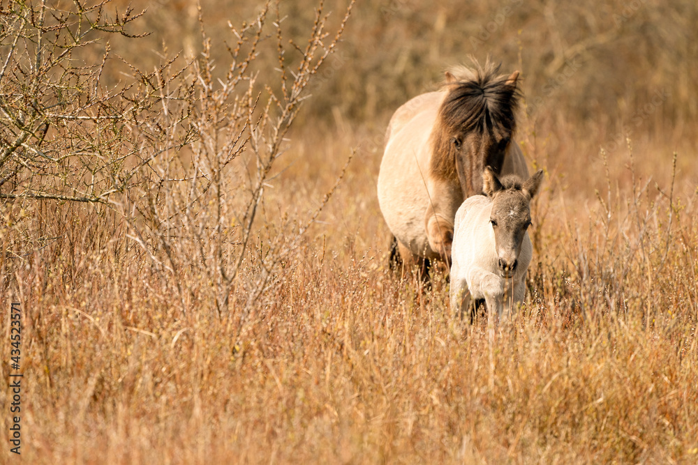 Naklejka premium Mare and foal konik horse in a nature reserve, They walk in the golden reeds. Newborn leads the way