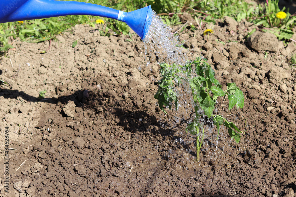 Watering from a watering can of a young tomato plant. Watering from a watering can of a young tomato plant.