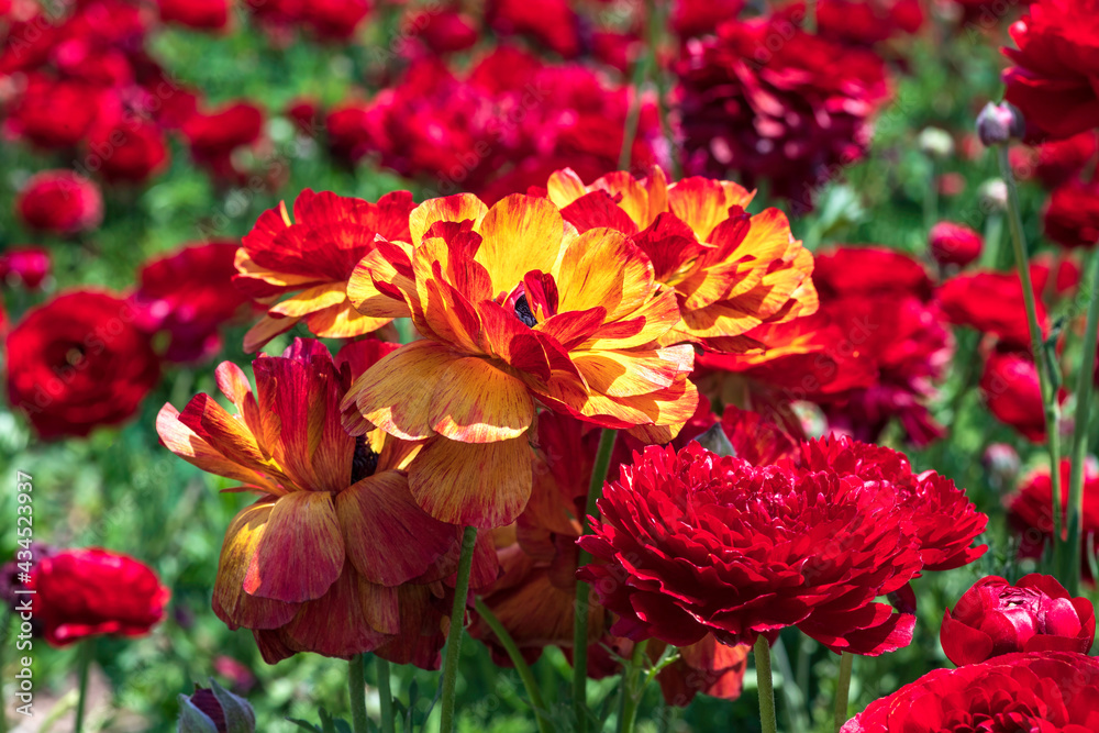 Head of yellow and red flowers Ranunculus asiaticus Persian buttercups closeup. Selective focus Head of yellow and red flowers Ranunculus asiaticus Persian buttercups closeup. Selective focus