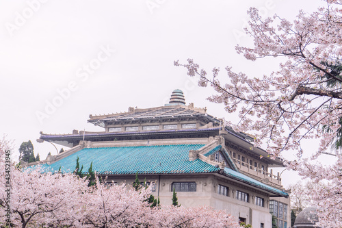 Spring blooming cherry blossoms on the campus of Wuhan University in China
wuhan,wuhan university,wuhan 