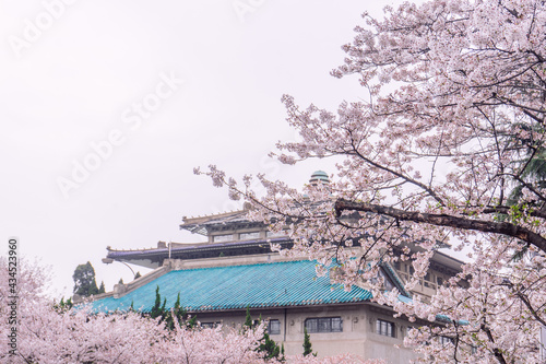 Spring blooming cherry blossoms on the campus of Wuhan University in China
wuhan,wuhan university,wuhan 