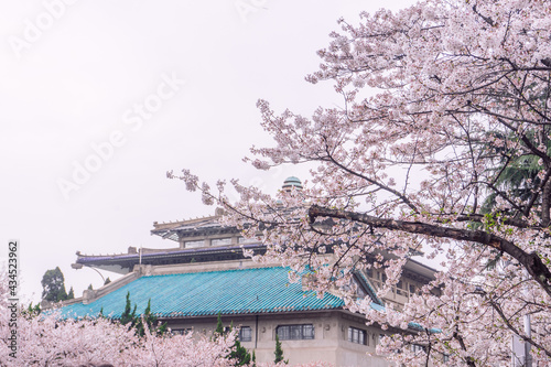 Spring blooming cherry blossoms on the campus of Wuhan University in China
wuhan,wuhan university,wuhan 