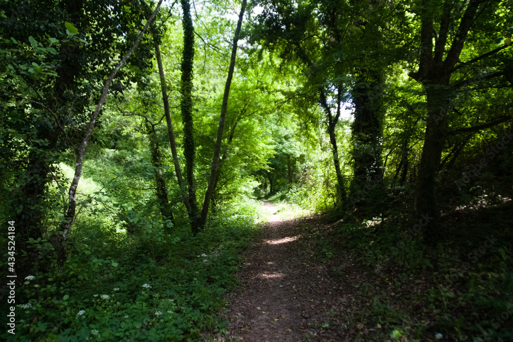 Obraz premium Sentiero del granchio nero nelle Marche