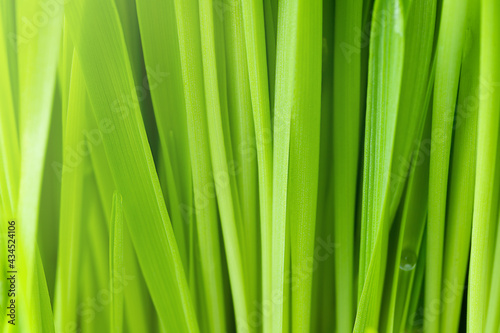 Nature background of green grass