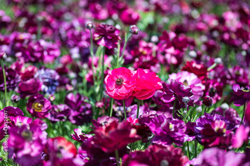 Head of pink flowers Ranunculus asiaticus Persian buttercups closeup on a field of purple flowers. Selective focus