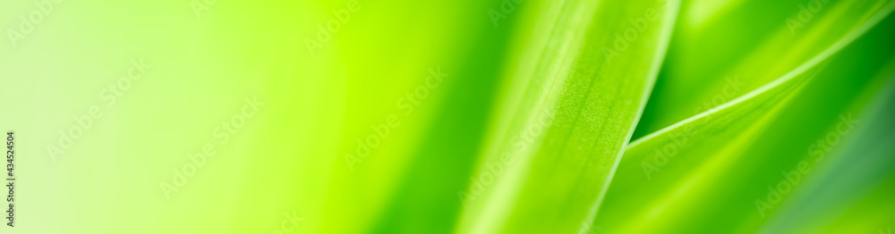 Nature of green leaf in garden at summer. Natural green leaves plants using as spring background cover page greenery environment ecology wallpaper Nature of green leaf in garden at summer. Natural green leaves plants using as spring background cover page greenery environment ecology wallpaper