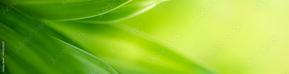 Nature of green leaf in garden at summer. Natural green leaves plants using as spring background cover page greenery environment ecology wallpaper Nature of green leaf in garden at summer. Natural green leaves plants using as spring background cover page greenery environment ecology wallpaper