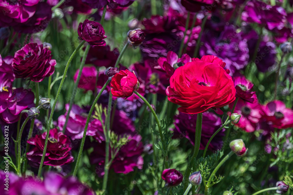 Head of pink flowers Ranunculus asiaticus Persian buttercups closeup on a field of purple flowers. Selective focus Head of pink flowers Ranunculus asiaticus Persian buttercups closeup on a field of purple flowers. Selective focus