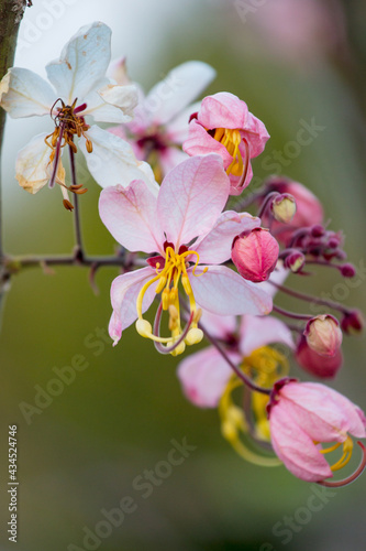 Wild Himalayan Cherry Blossom