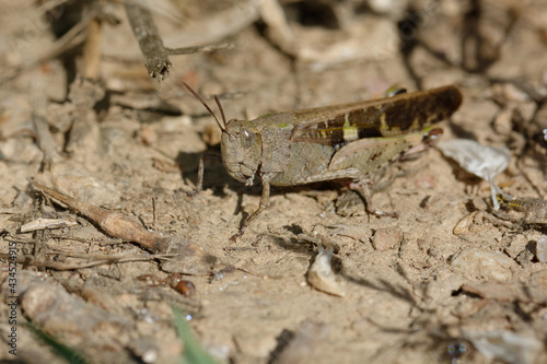 Grasshopper (Aiolopus strepens) on the ground