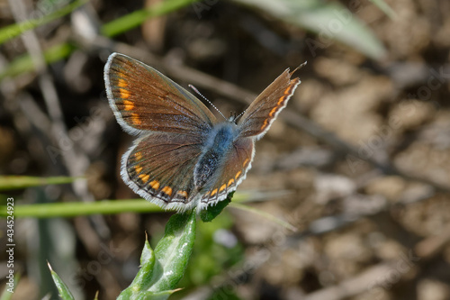 Female Common blue butterfly (Polyommatus icarus)