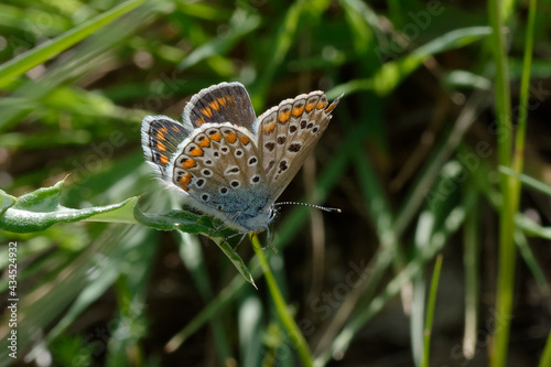 Female Common blue butterfly (Polyommatus icarus)