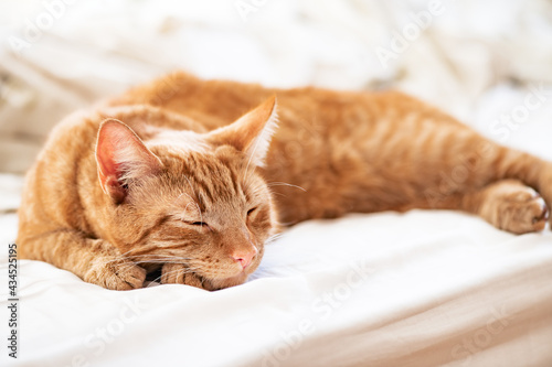 Fototapeta Naklejka Na Ścianę i Meble -  Cute ginger cat sleeps on the bed
