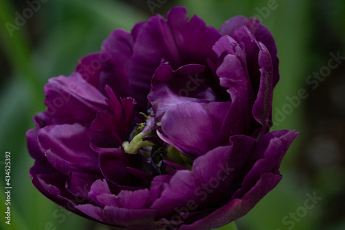 Purple tulip flower on green background