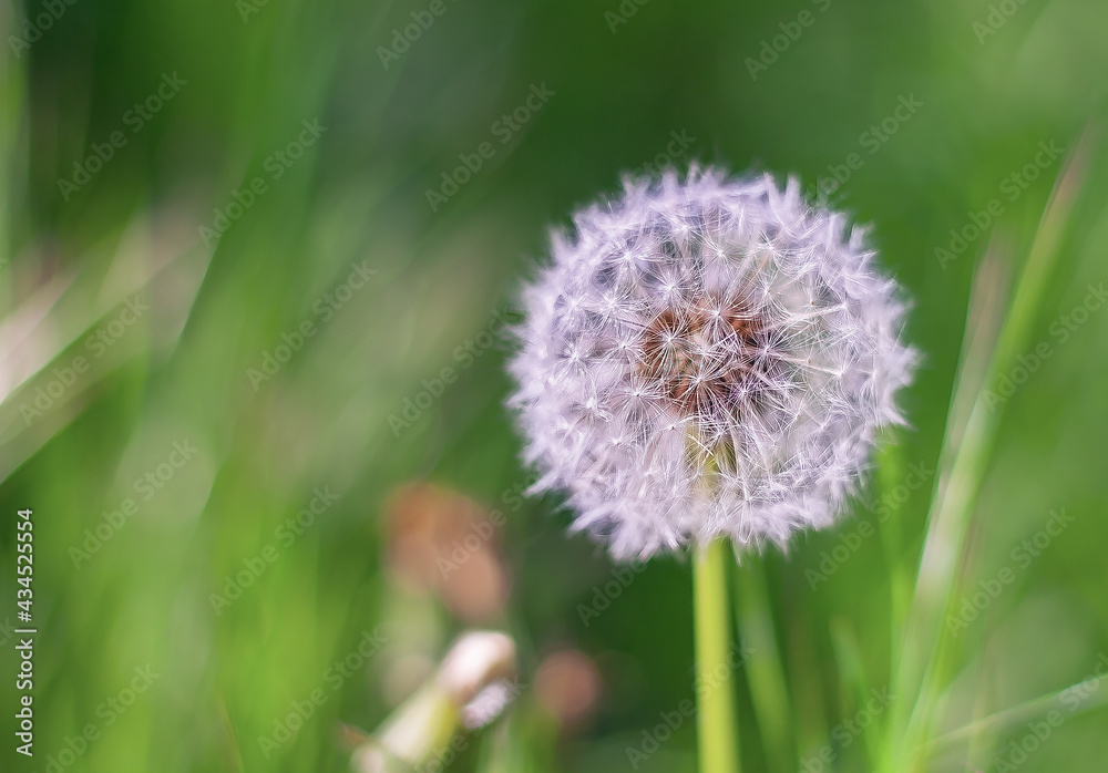 fluffy white flower of dandelion in a meadow fluffy white flower of dandelion in a meadow