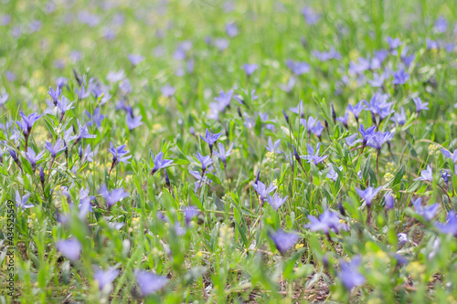 blooming periwinkle in the meadow.