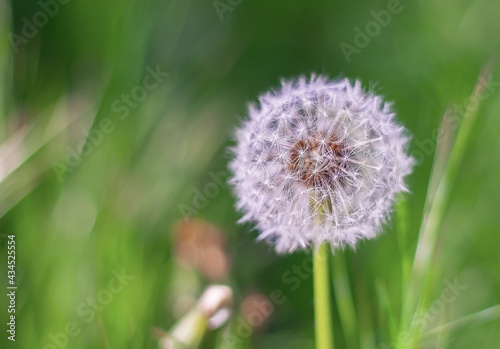 fluffy white flower of dandelion in a meadow