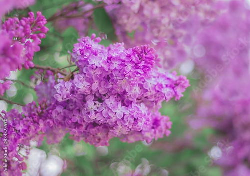 branch of beautiful blooming lilac © x.marynka