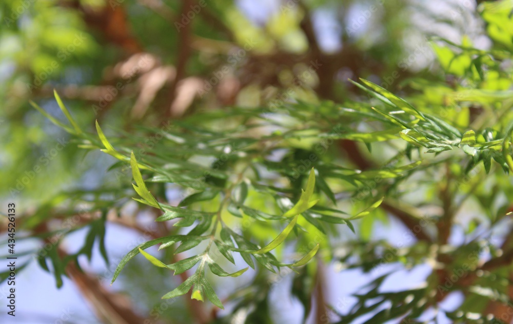 Fine, green, tree branches. Reflections of light. Fine, green, tree branches. Reflections of light.
