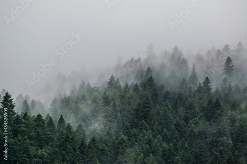 Coniferious forest on top of caucasus mountains, covered with fog and clouds, cold rainy morning in mountain forest, Arkhyz, Russia