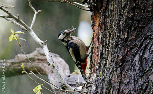 Great spotted woodpecker bringing food to its chicks in the nest