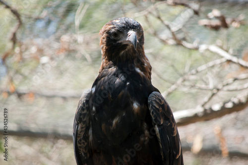 this is a side view of a black breasted buzzard photo