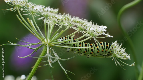 chenille colorée sur Ombellifère
